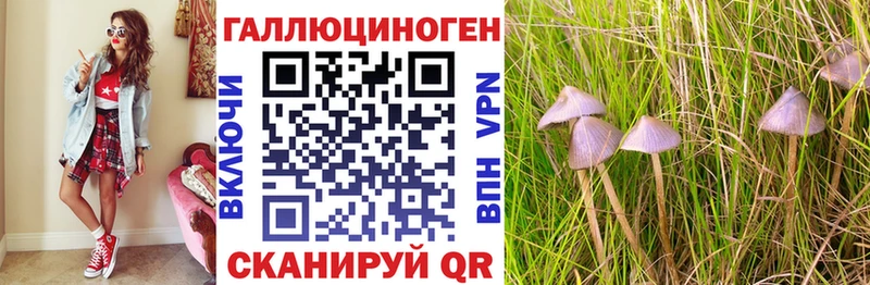 Псилоцибиновые грибы Cubensis Северская